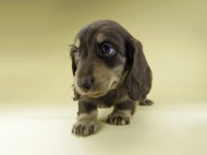 Miniature-Dachshund0877