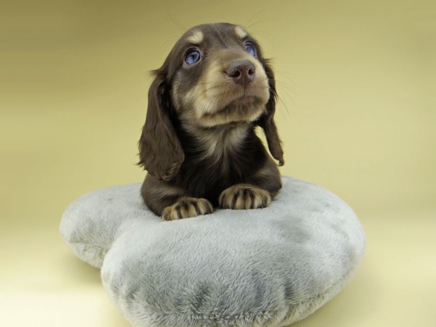 ミニチュア ダックスフンド ターシャ & ブルースの子犬 チョコイエロー（チョコクリーム） 男の子