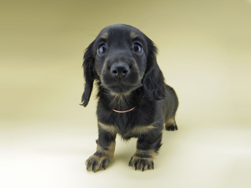 ミニチュア ダックスフンド ターシャ & ブルースの子犬 ブラックタン 女の子