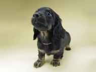 Miniature-Dachshund0893
