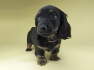 Miniature-Dachshund0898