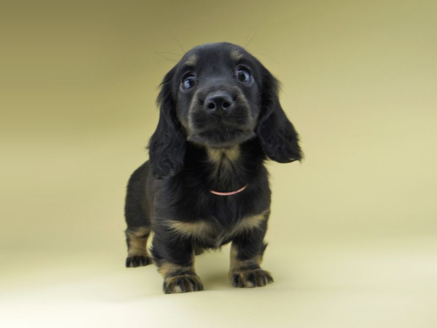 ミニチュア ダックスフンド ターシャ & ブルースの子犬 ブラックタン 女の子