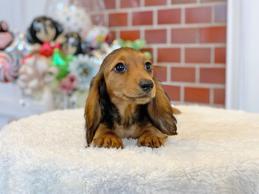 ミニチュアダックスフンド ルーシー & ジムダンデイの子犬 レッド 女の子(1)Miniature-Dachshund09 ミニチュアダックスフンド ルーシー & ジムダンデイの子犬 レッド 女の子(1)