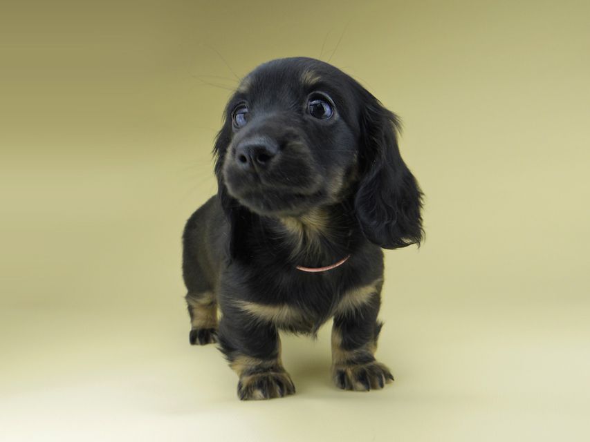 ミニチュア ダックスフンド ターシャ & ブルースの子犬 ブラックタン 女の子