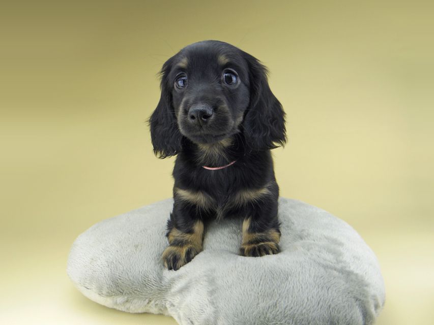 ミニチュア ダックスフンド ターシャ & ブルースの子犬 ブラックタン 女の子