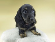 Miniature-Dachshund0903