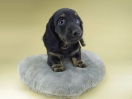 Miniature-Dachshund0908