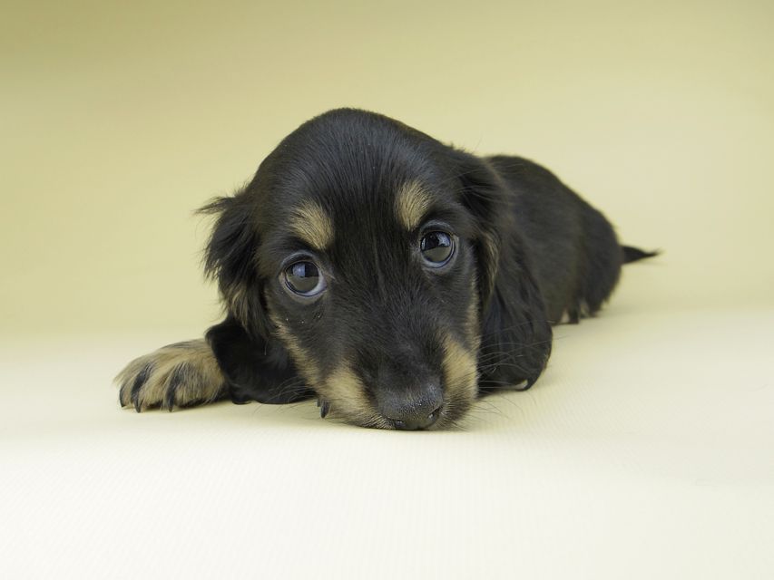 ミニチュア ダックスフンド ターシャ & ブルースの子犬 ブラックイエロー（ブラッククリーム） 女の子