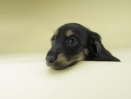 Miniature-Dachshund0922 Miniature-Dachshund0922