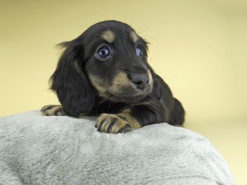 ミニチュア ダックスフンド ターシャ & ブルースの子犬 ブラックイエロー（ブラッククリーム） 女の子