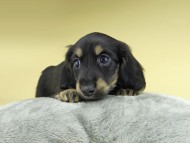 Miniature-Dachshund0944 Miniature-Dachshund0944