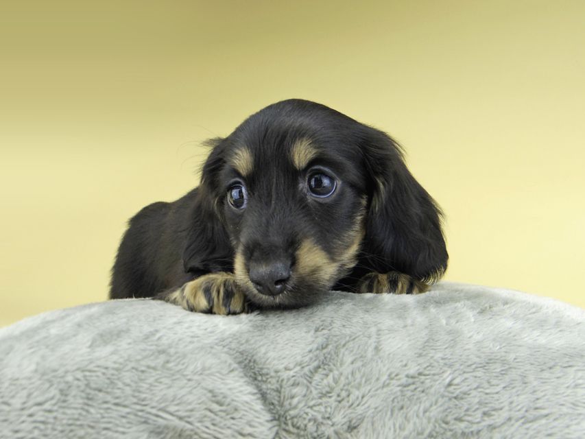 ミニチュア ダックスフンド ターシャ & ブルースの子犬 ブラックイエロー（ブラッククリーム） 女の子