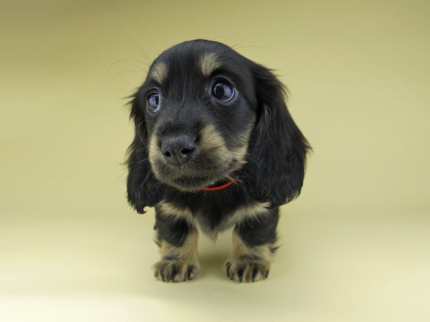 ミニチュア ダックスフンド ターシャ & ブルースの子犬 ブラックイエロー（ブラッククリーム） 女の子