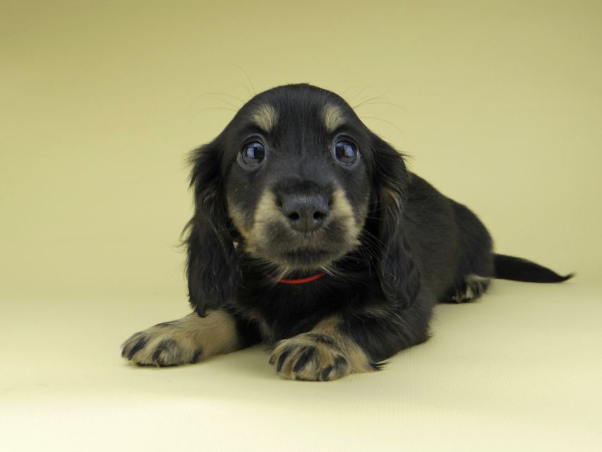 ミニチュア ダックスフンド ターシャ & ブルースの子犬 ブラックイエロー（ブラッククリーム） 女の子