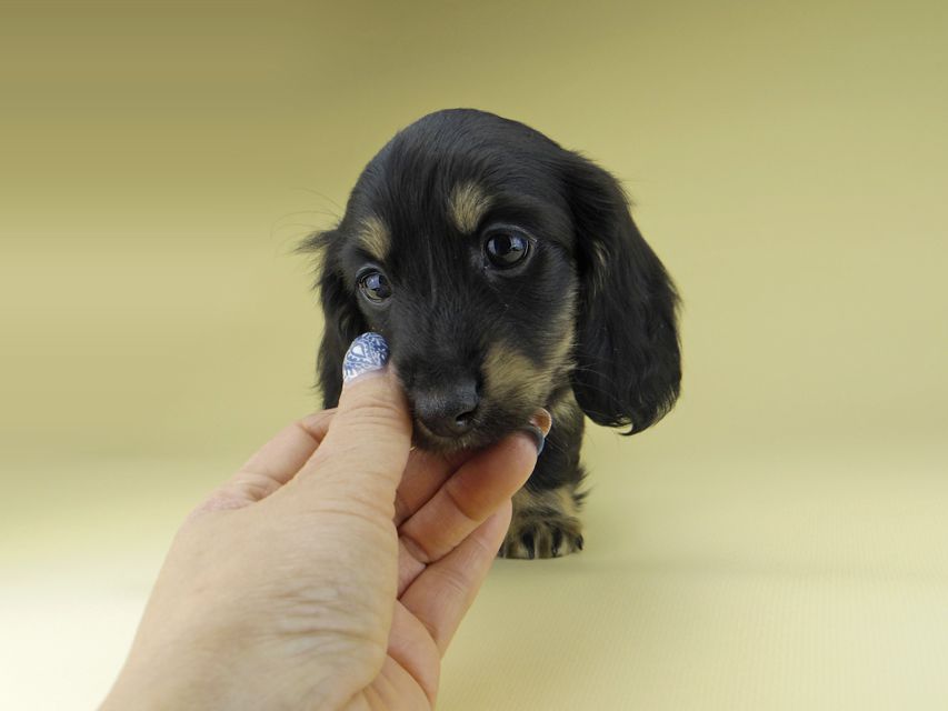 ミニチュア ダックスフンド ターシャ & ブルースの子犬 ブラックイエロー（ブラッククリーム） 女の子