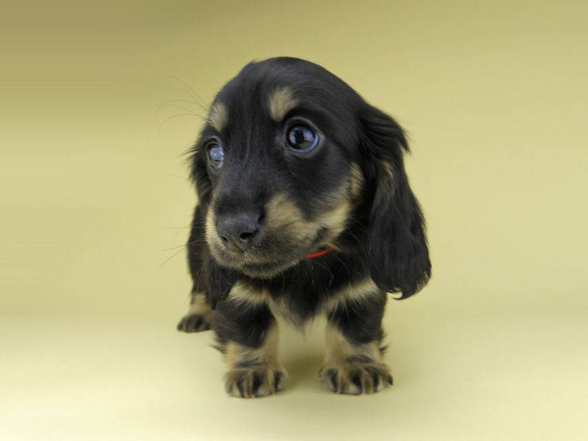 ミニチュア ダックスフンド ターシャ & ブルースの子犬 ブラックイエロー（ブラッククリーム） 女の子