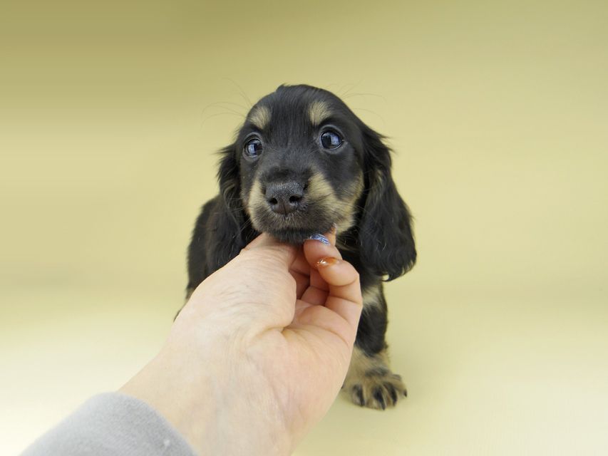 ミニチュア ダックスフンド ターシャ & ブルースの子犬 ブラックイエロー（ブラッククリーム） 女の子