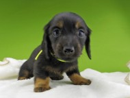 Miniature-Dachshund10252 Miniature-Dachshund10252
