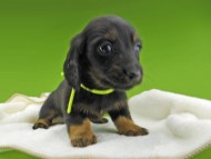 Miniature-Dachshund10255