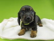 Miniature-Dachshund10258 Miniature-Dachshund10258