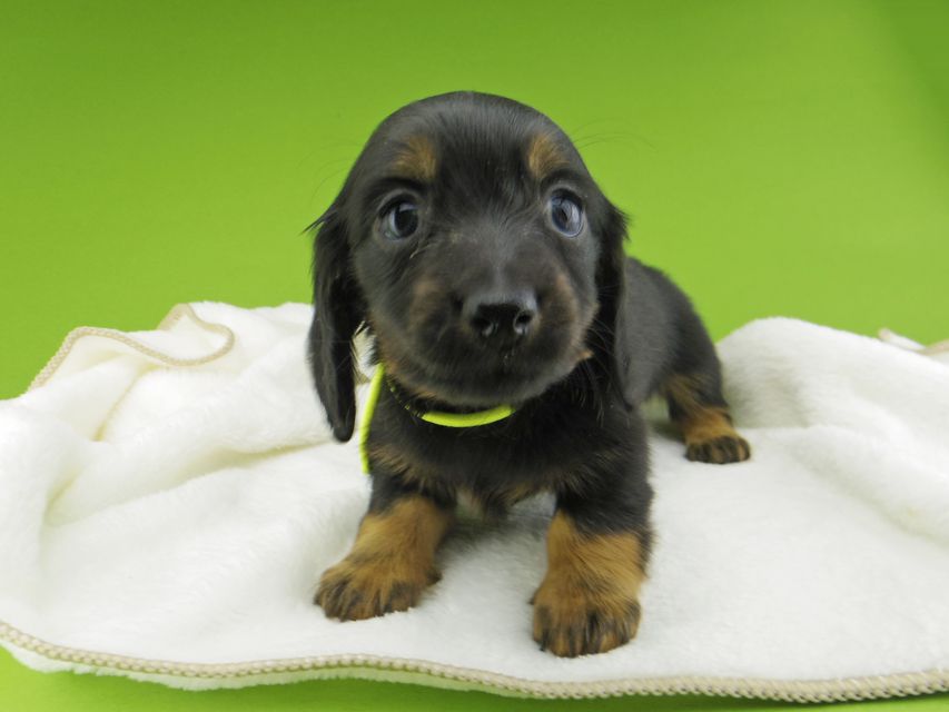 ミニチュア ダックスフンド ルチアhp & ブルースの子犬 ブラタン 男の子