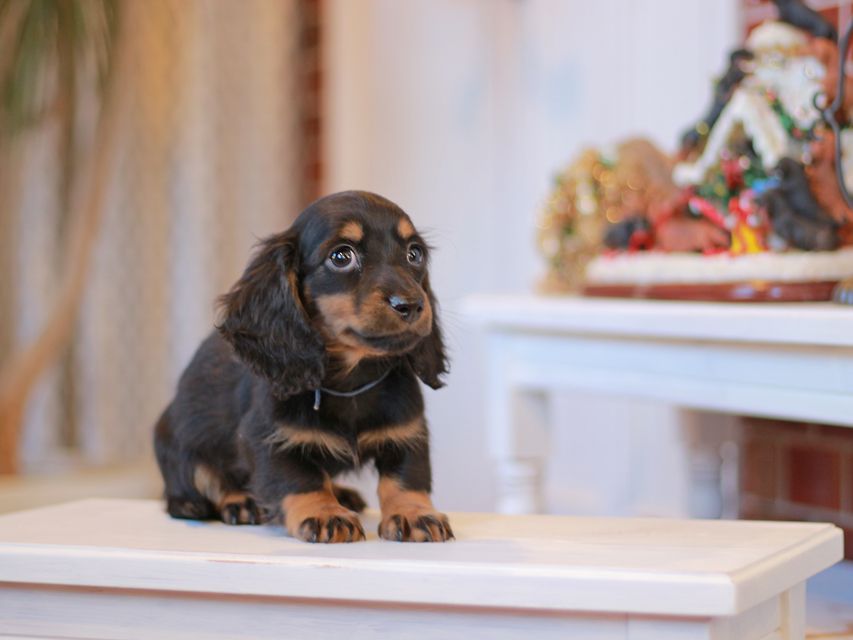 ミニチュアダックスフンド ミスト&デンゼルAUST. CHの子犬 ブラタン 男の子(1)Miniature-Dachshund1026 ミニチュアダックスフンド ミスト&デンゼルAUST. CHの子犬 ブラタン 男の子(1)