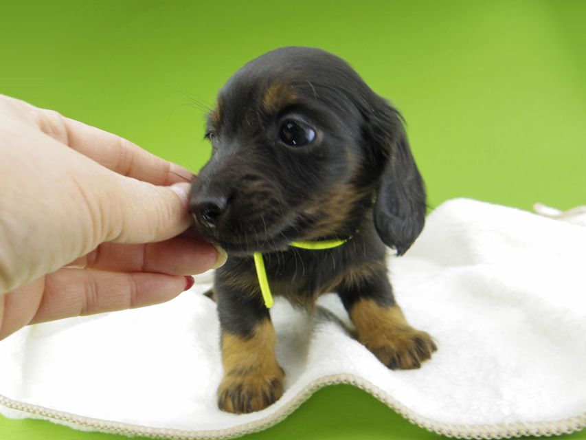 ミニチュア ダックスフンド ルチアhp & ブルースの子犬 ブラタン 男の子