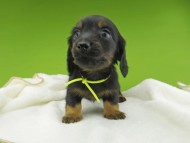 Miniature-Dachshund10264 Miniature-Dachshund10264