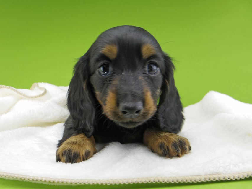 ミニチュア ダックスフンド ルチアhp & ブルースの子犬 ブラタン 女の子(1)Miniature-Dachshund10269 ミニチュア ダックスフンド ルチアhp & ブルースの子犬 ブラタン 女の子(1)