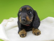 Miniature-Dachshund10278 Miniature-Dachshund10278