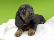 Miniature-Dachshund10281 Miniature-Dachshund10281