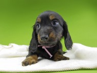 Miniature-Dachshund10285 Miniature-Dachshund10285