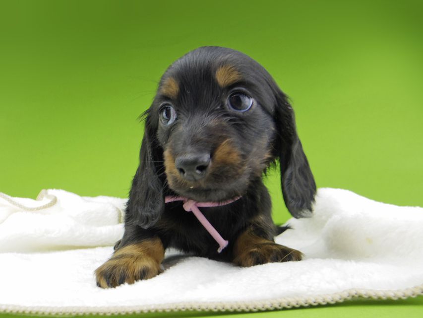 ミニチュア ダックスフンド ルチアhp & ブルースの子犬 ブラタン 女の子(2)Miniature-Dachshund10285 ミニチュア ダックスフンド ルチアhp & ブルースの子犬 ブラタン 女の子(2)