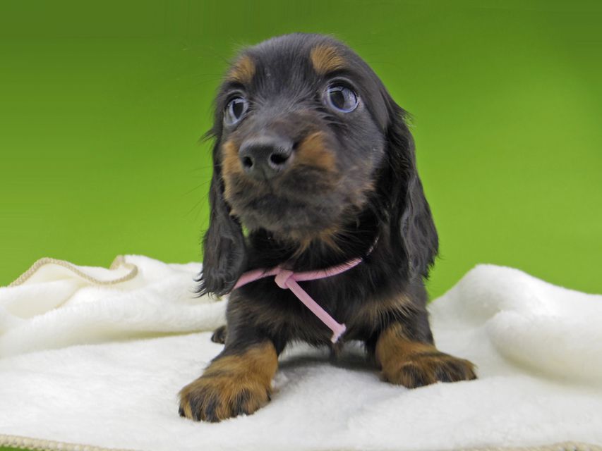 ミニチュア ダックスフンド ルチアhp & ブルースの子犬 ブラタン 女の子(2)Miniature-Dachshund10287 ミニチュア ダックスフンド ルチアhp & ブルースの子犬 ブラタン 女の子(2)