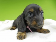 Miniature-Dachshund10288 Miniature-Dachshund10288