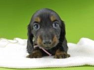 Miniature-Dachshund10294