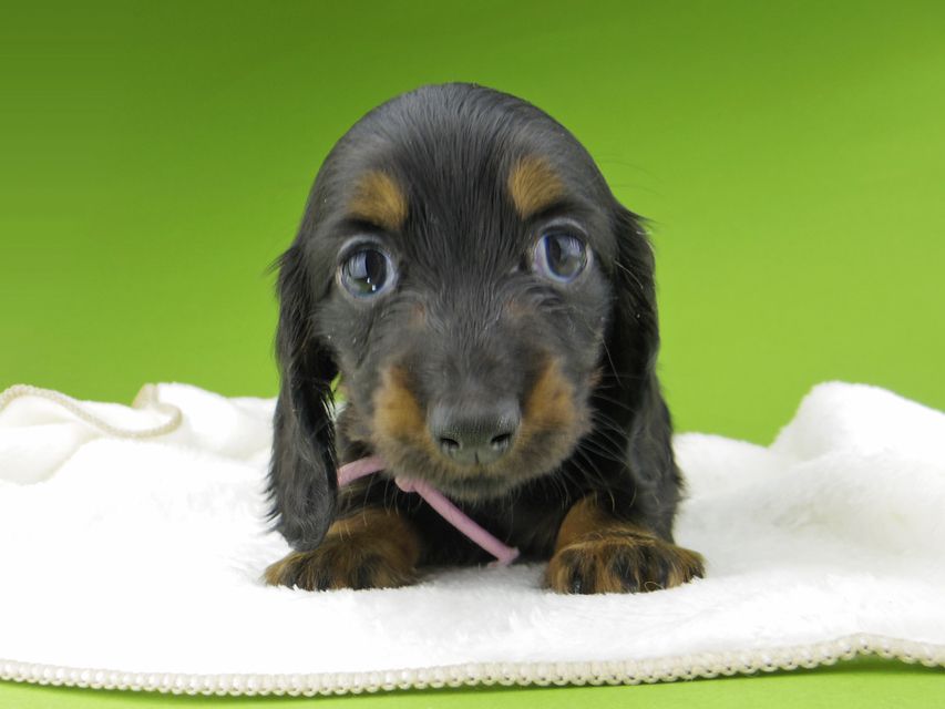 ミニチュア ダックスフンド ルチアhp & ブルースの子犬 ブラタン 女の子(2)Miniature-Dachshund10294 ミニチュア ダックスフンド ルチアhp & ブルースの子犬 ブラタン 女の子(2)