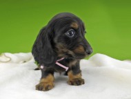 Miniature-Dachshund10299