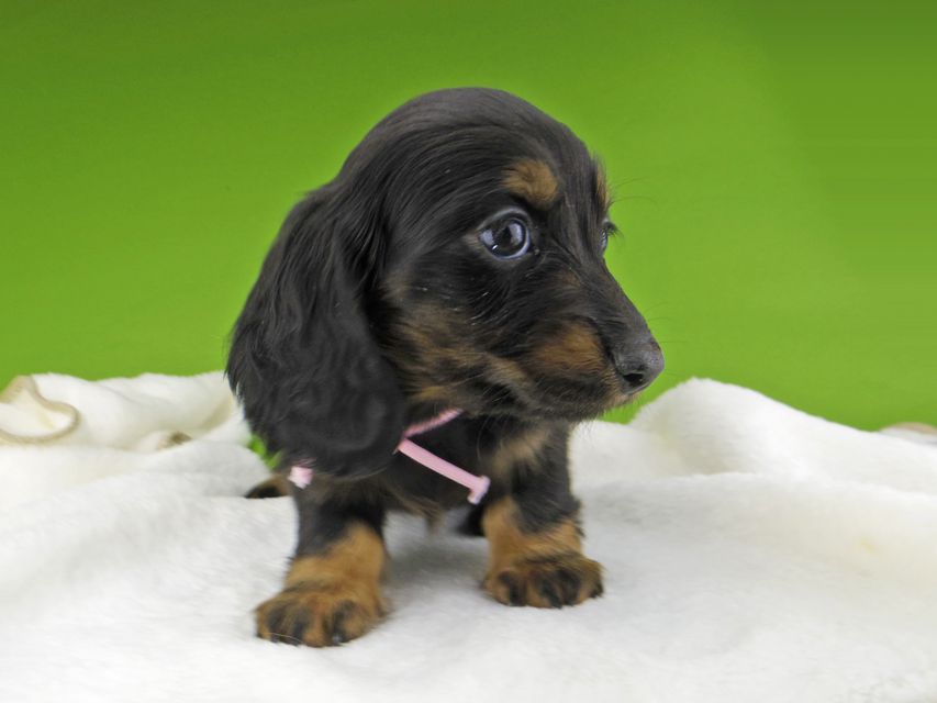 ミニチュア ダックスフンド ルチアhp & ブルースの子犬 ブラタン 女の子(2)Miniature-Dachshund10299 ミニチュア ダックスフンド ルチアhp & ブルースの子犬 ブラタン 女の子(2)