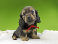 Miniature-Dachshund10316