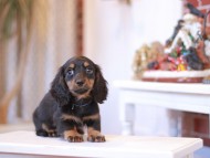 Miniature-Dachshund1036 Miniature-Dachshund1036