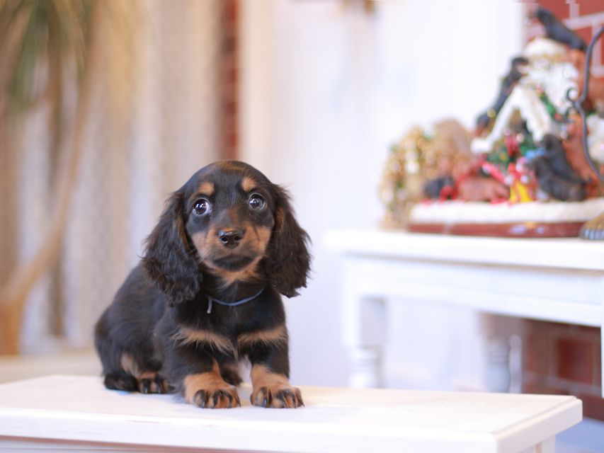 ミニチュアダックスフンド ミスト&デンゼルAUST. CHの子犬 ブラタン 男の子(1)Miniature-Dachshund1036 ミニチュアダックスフンド ミスト&デンゼルAUST. CHの子犬 ブラタン 男の子(1)