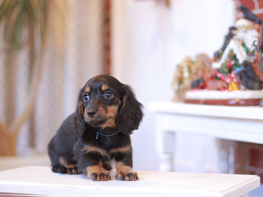 ミニチュアダックスフンド ミスト&デンゼルAUST. CHの子犬 ブラタン 男の子(1)Miniature-Dachshund1038 ミニチュアダックスフンド ミスト&デンゼルAUST. CHの子犬 ブラタン 男の子(1)