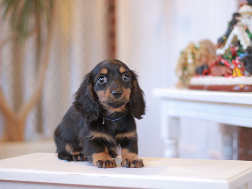 ミニチュアダックスフンド ミスト&デンゼルAUST. CHの子犬 ブラタン 男の子(1)Miniature-Dachshund1055 ミニチュアダックスフンド ミスト&デンゼルAUST. CHの子犬 ブラタン 男の子(1)