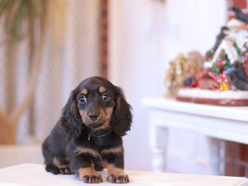 ミニチュアダックスフンド ミスト&デンゼルAUST. CHの子犬 ブラタン 男の子(1)Miniature-Dachshund1059 ミニチュアダックスフンド ミスト&デンゼルAUST. CHの子犬 ブラタン 男の子(1)