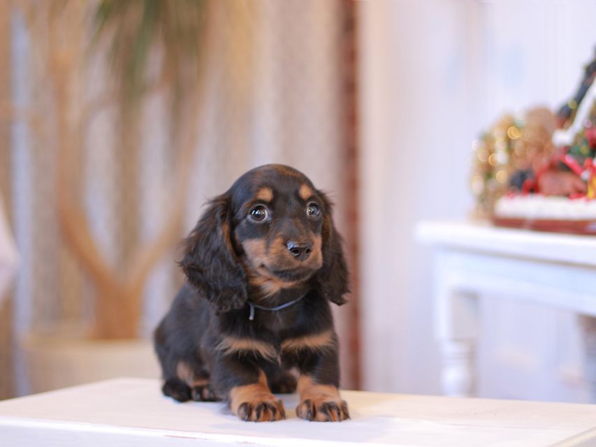 ミニチュアダックスフンド ミスト&デンゼルAUST. CHの子犬 ブラタン 男の子(1)Miniature-Dachshund1066 ミニチュアダックスフンド ミスト&デンゼルAUST. CHの子犬 ブラタン 男の子(1)