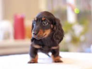 Miniature-Dachshund107