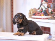 Miniature-Dachshund1077 Miniature-Dachshund1077