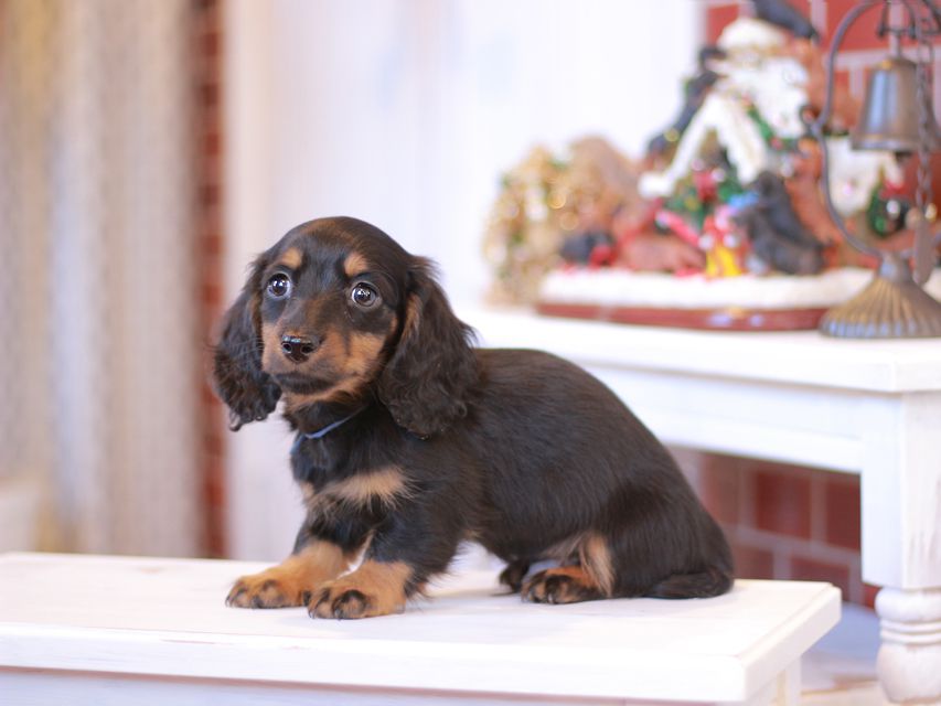 ミニチュアダックスフンド ミスト&デンゼルAUST. CHの子犬 ブラタン 男の子(1)Miniature-Dachshund1077 ミニチュアダックスフンド ミスト&デンゼルAUST. CHの子犬 ブラタン 男の子(1)