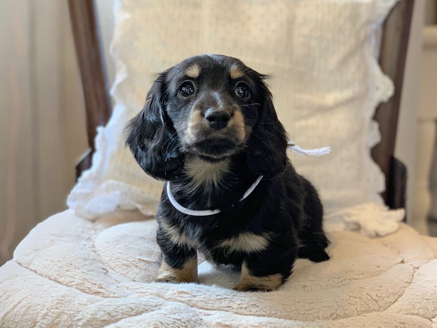 ミニチュア ダックスフンド ターシャ & ブルースの子犬 ブラックイエロー（ブラッククリーム） 男の子（2）